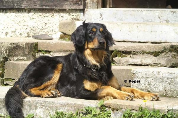 Ein Hovawart der den Hof verwahrt