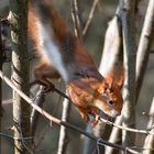 Ein hübscher Besuch