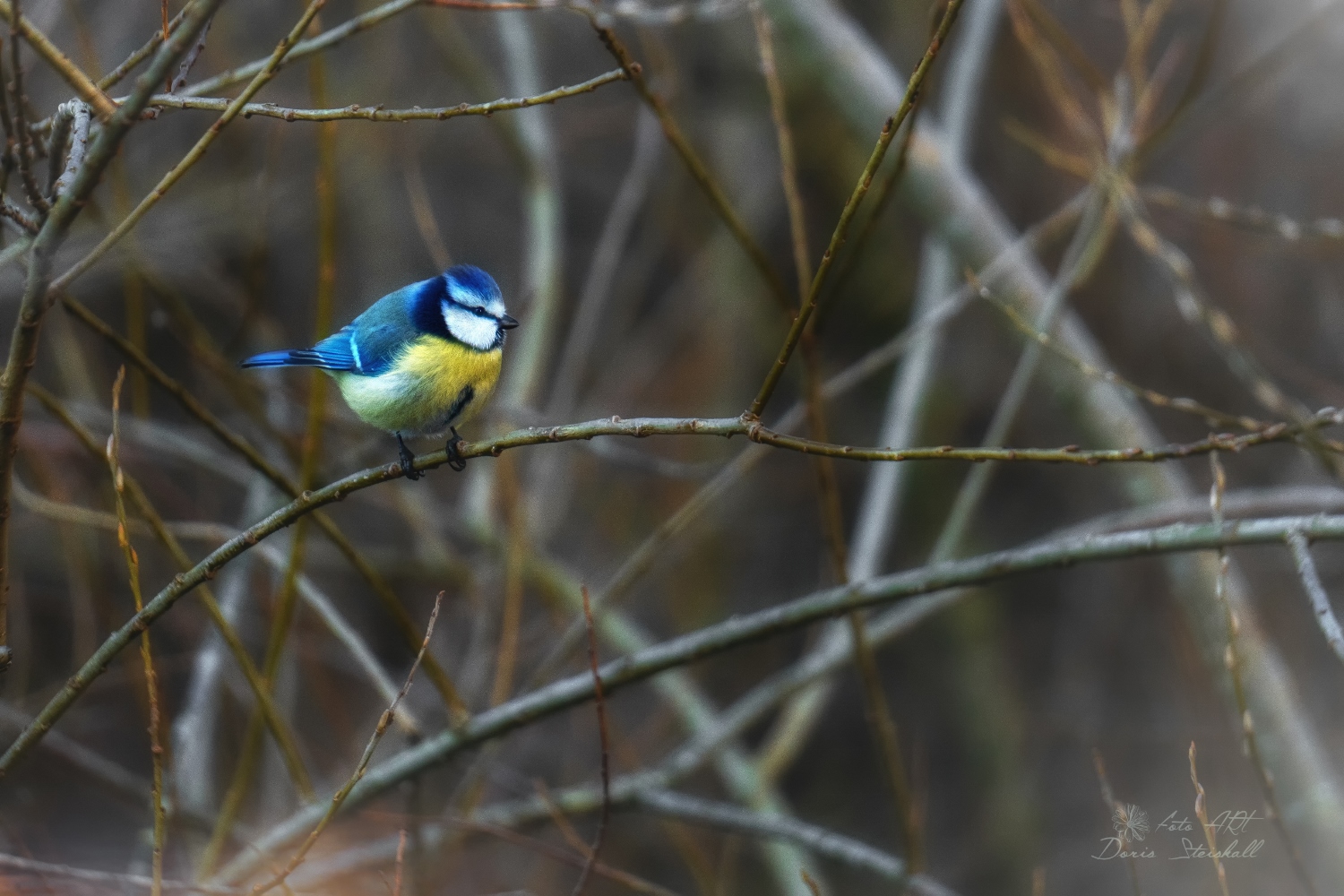 Ein hübscher Farbklecks in der tristen Natur....