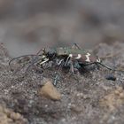 Ein hübscher Flitzer - Berg-Sandlaufkäfer (Cicindela sylvicola)