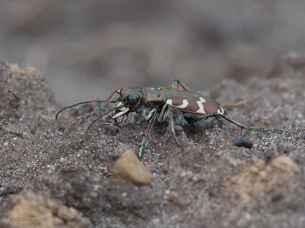 Ein hübscher Flitzer - Berg-Sandlaufkäfer (Cicindela sylvicola)