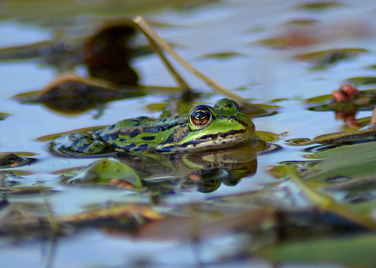 Ein hübscher Frosch 