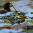 Ein hübscher Frosch 