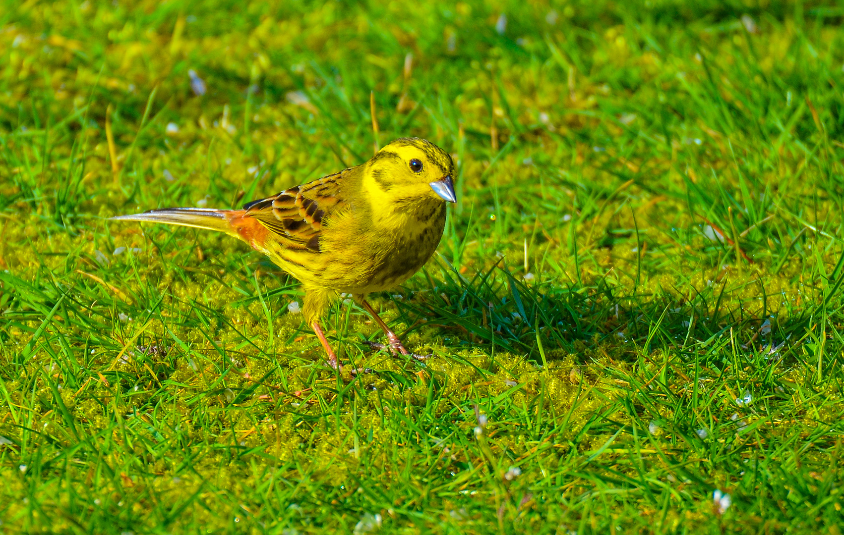 Ein hübscher Gast im Garten 