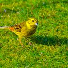 Ein hübscher Gast im Garten 