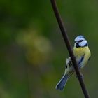 Ein hübscher Gast in unserem Garten !