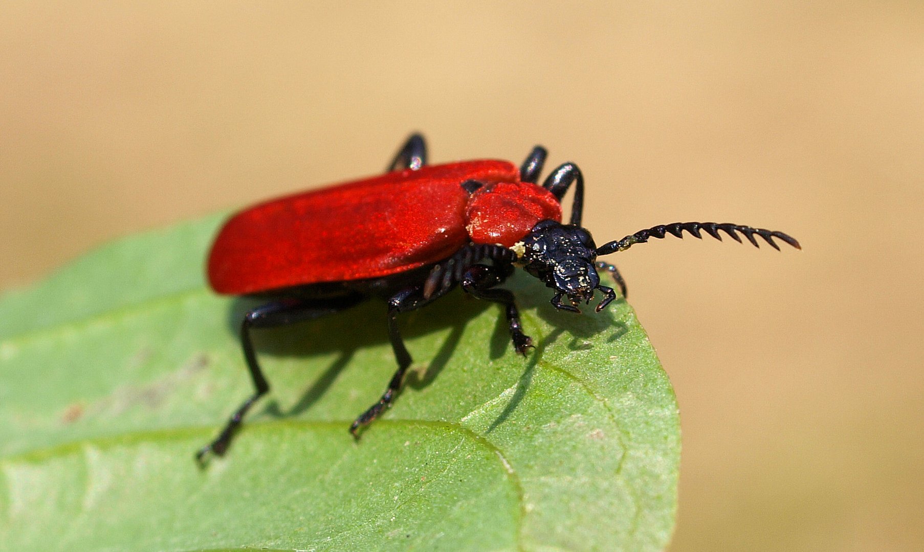 Ein hübscher Käfer