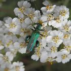 Ein hübscher Käfer - Männchen des Grünen Scheinbockkäfers (Oedemera nobilis)