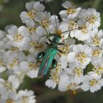 Ein hübscher Käfer - Männchen des Grünen Scheinbockkäfers (Oedemera nobilis)