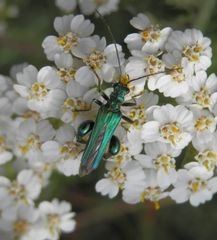 Ein hübscher Käfer - Männchen des Grünen Scheinbockkäfers (Oedemera nobilis)