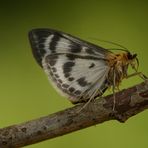 "ein hübscher kleiner Flieger"