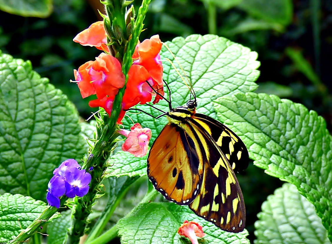 Ein hübscher Schmetterling . . .