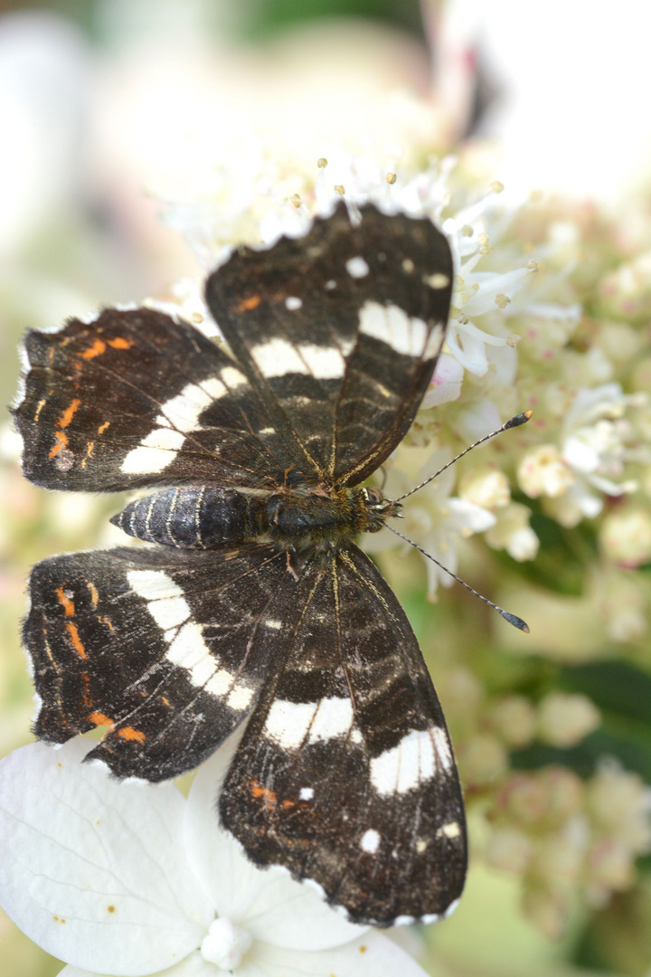 Ein hübscher Schmetterling aus meinem Garten