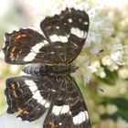 Ein hübscher Schmetterling aus meinem Garten