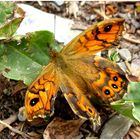 Ein hübscher Schmetterling ,