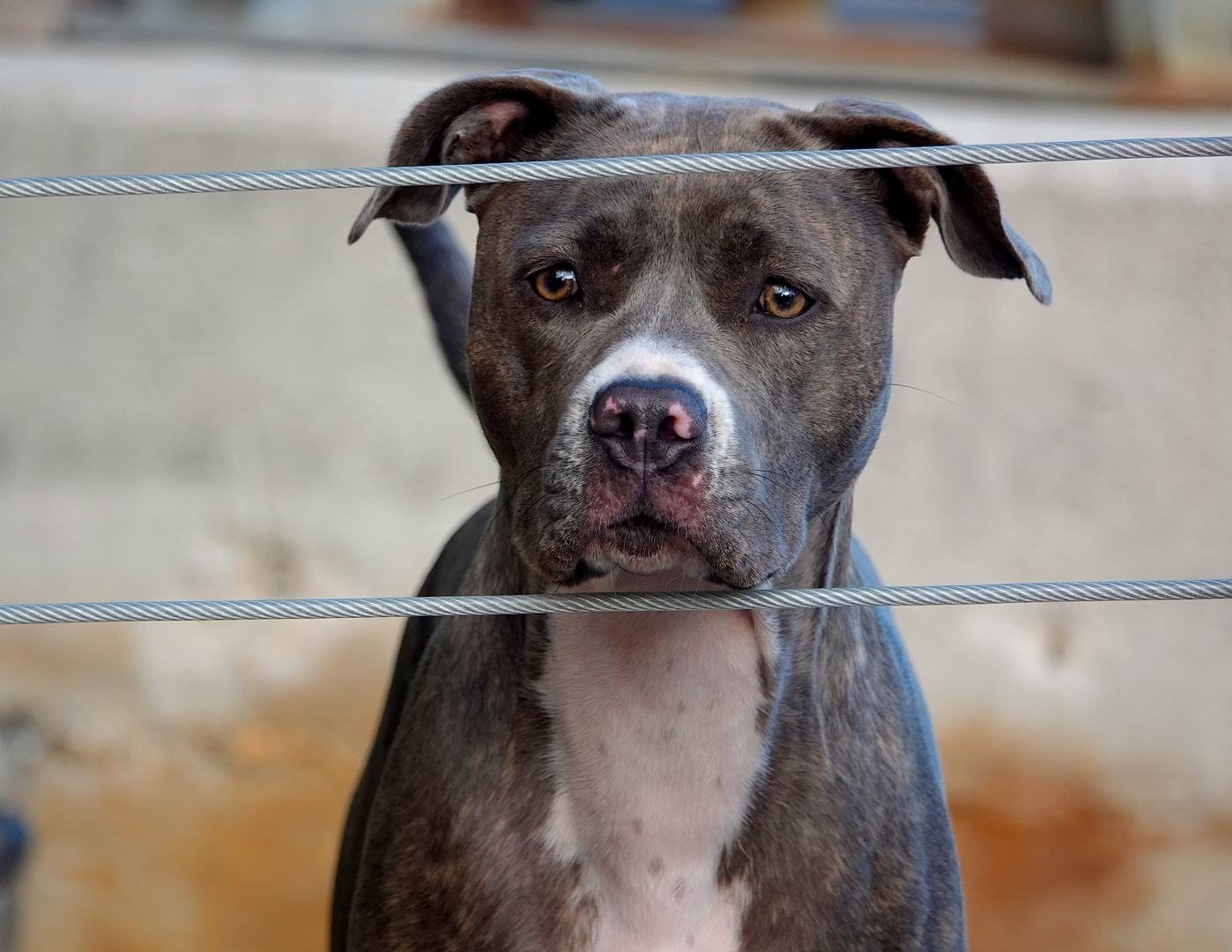 ein hübscher toller Pittbull