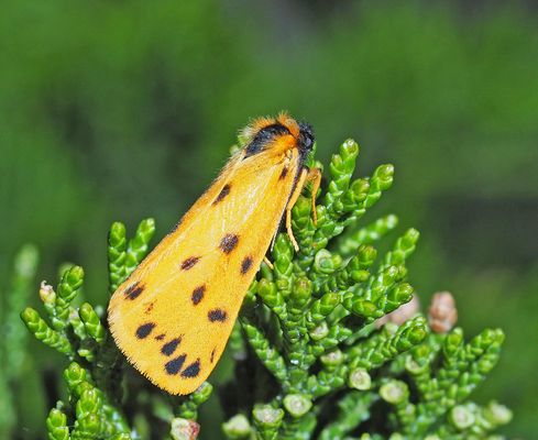Ein hübsches Bärchen lässt sich fotografieren ...