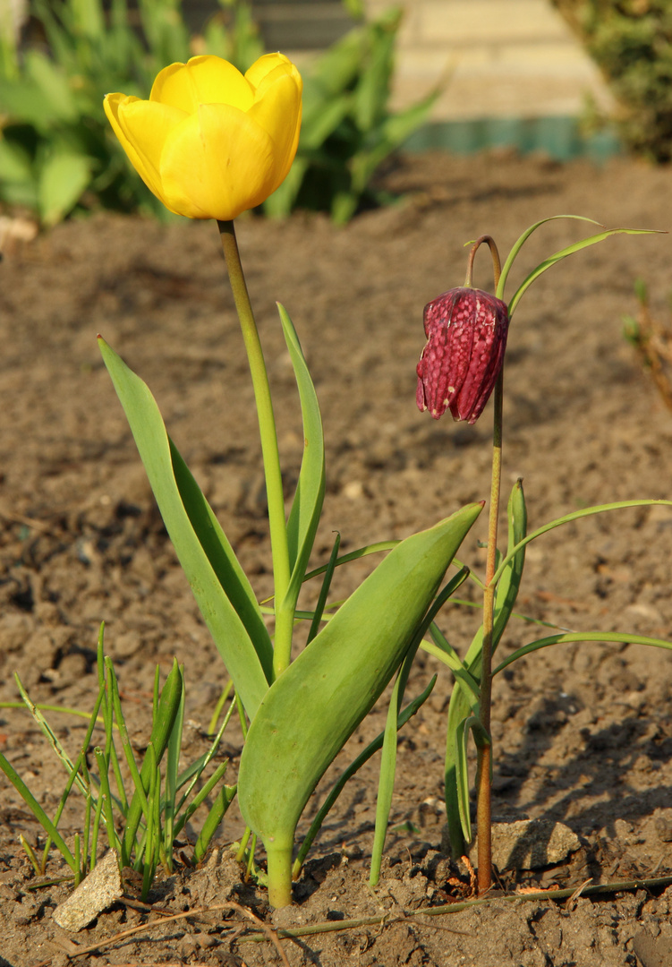 ein hübsches Blumenpaar :)