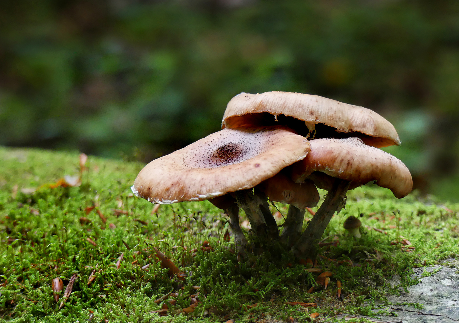 Ein hübsches Grüppchen