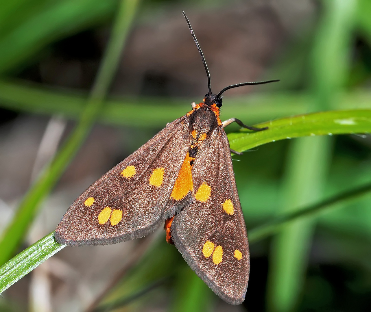 Ein hübsches Kleines Braunwidderchen (Dysauxes_Punctata)! *