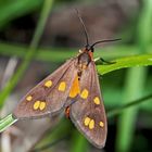 Ein hübsches Kleines Braunwidderchen (Dysauxes_Punctata)! *