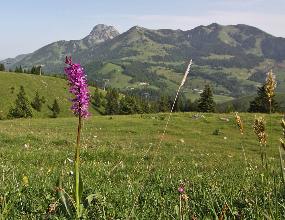 Ein hübsches "Knäblein" vor dem Wendelstein auf dem Sudelfeld und im...