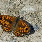 Ein hübsches Mauerfuchsmännchen (Lasiommata megera)! - Une Mégère aux couleurs intenses!