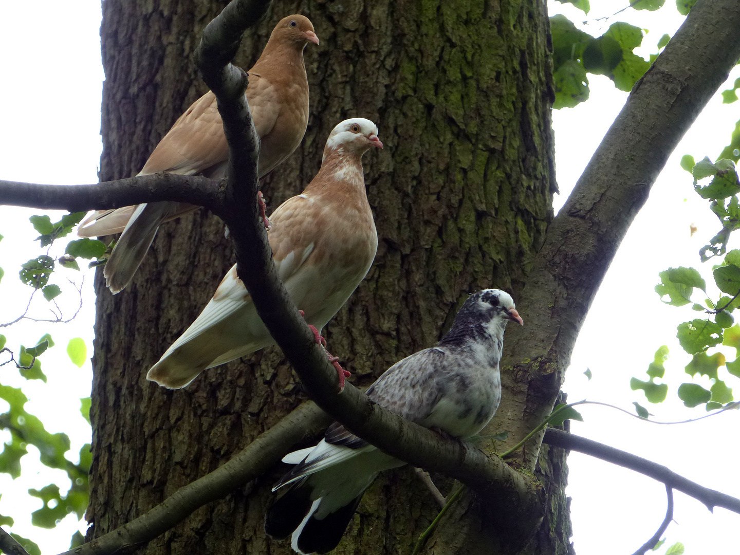 Ein hübsches Trio ließ sich da von meiner Enkelin Nadine fotografieren. 