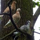 Ein hübsches Trio ließ sich da von meiner Enkelin Nadine fotografieren. 