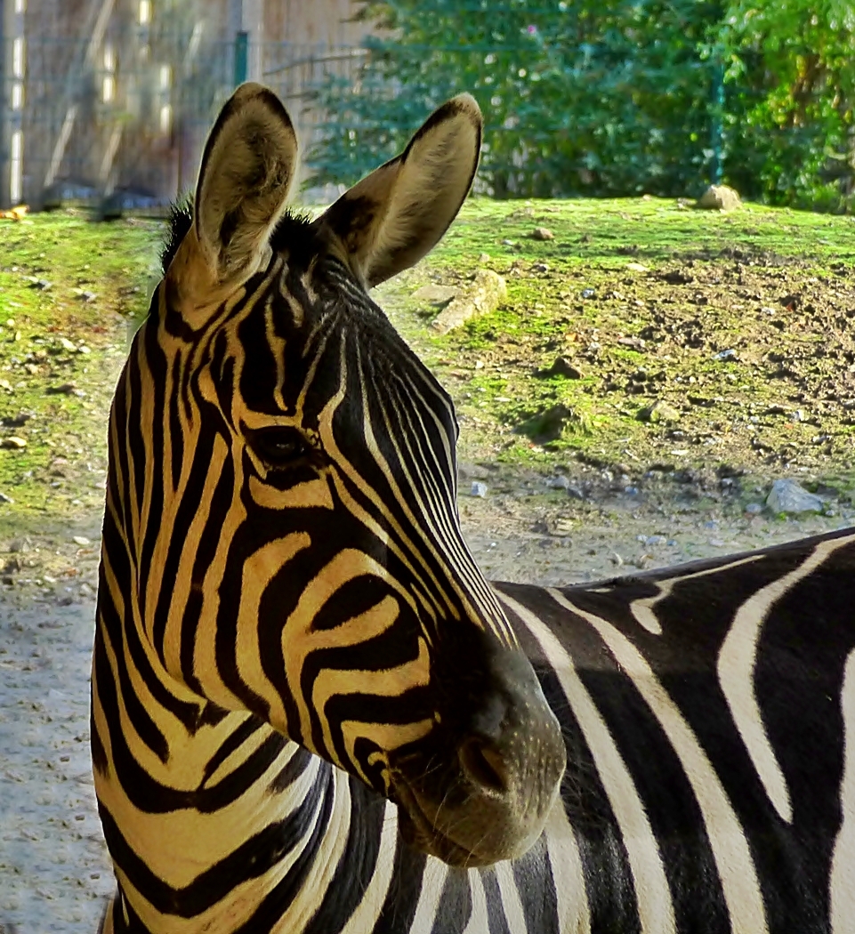 Ein hübsches Zebra.