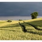 ein Hügelland im Nordwesten von Baden-Württemberg II