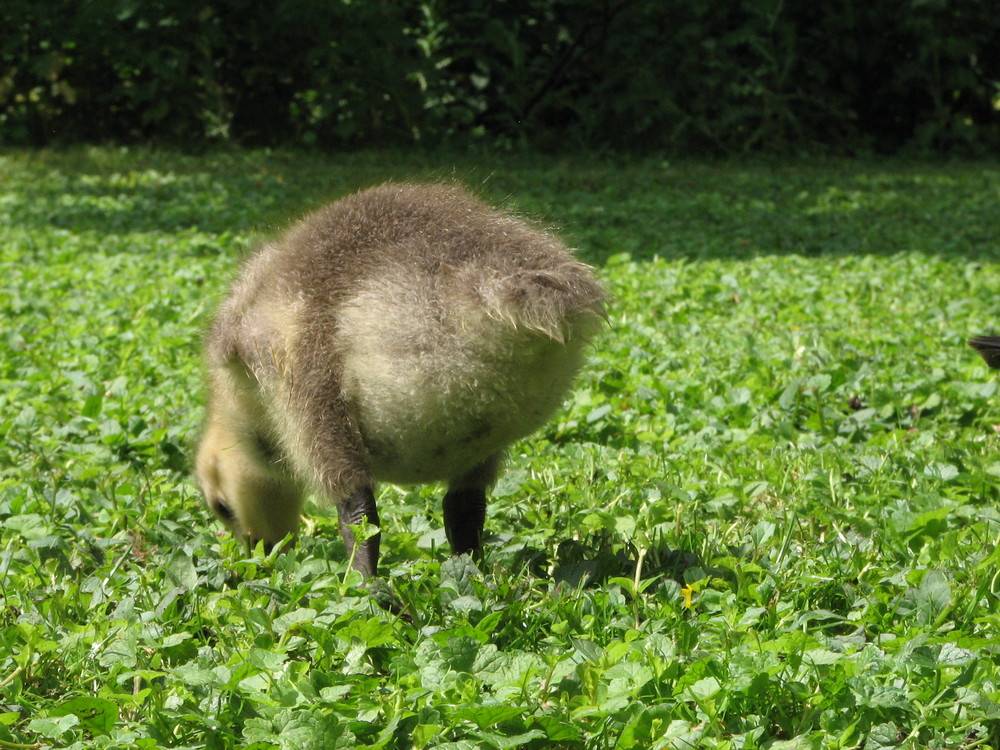 Ein Hündchen