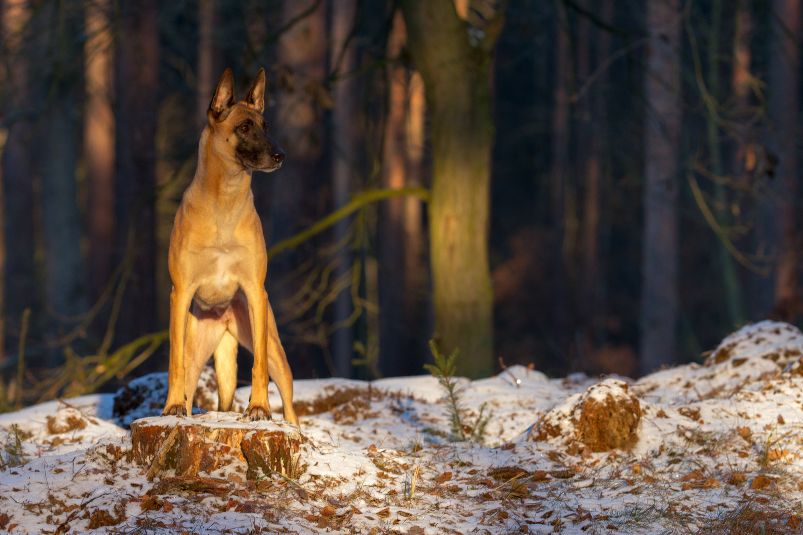 Ein Hündchen steht im Walde....