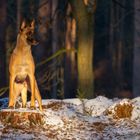 Ein Hündchen steht im Walde....