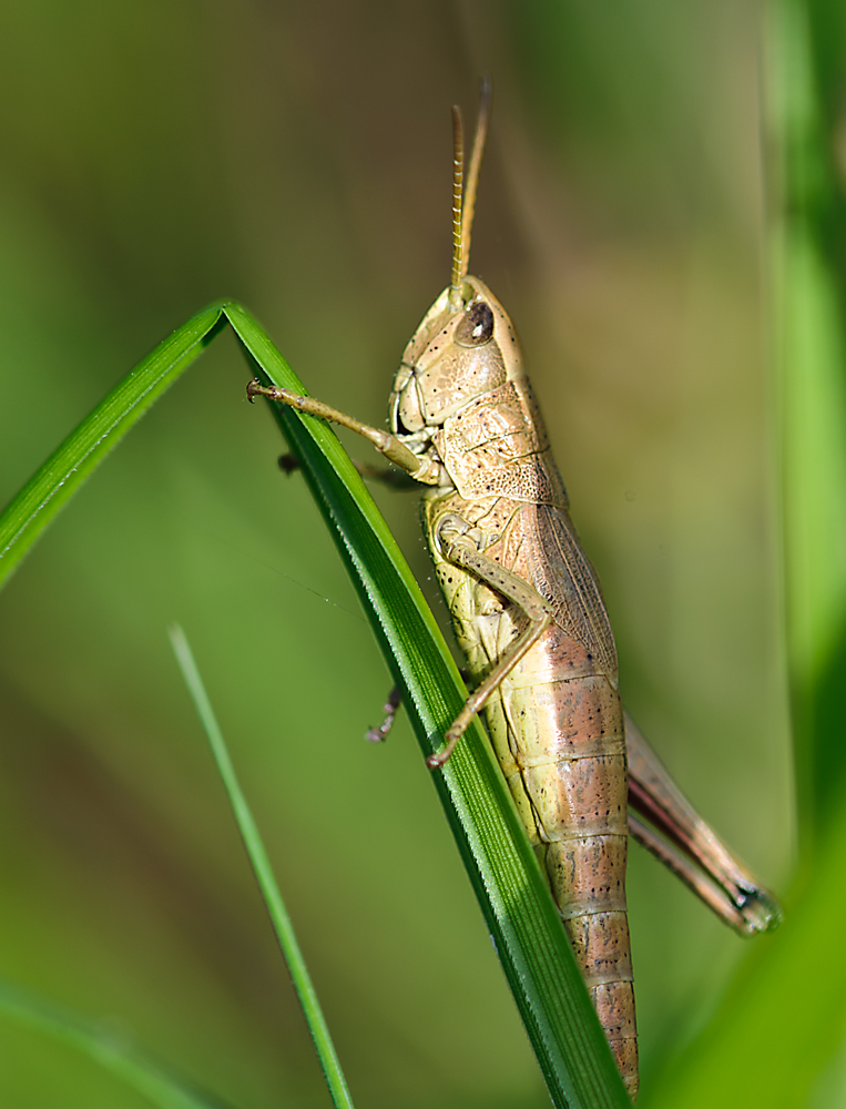 ein Hüpfer