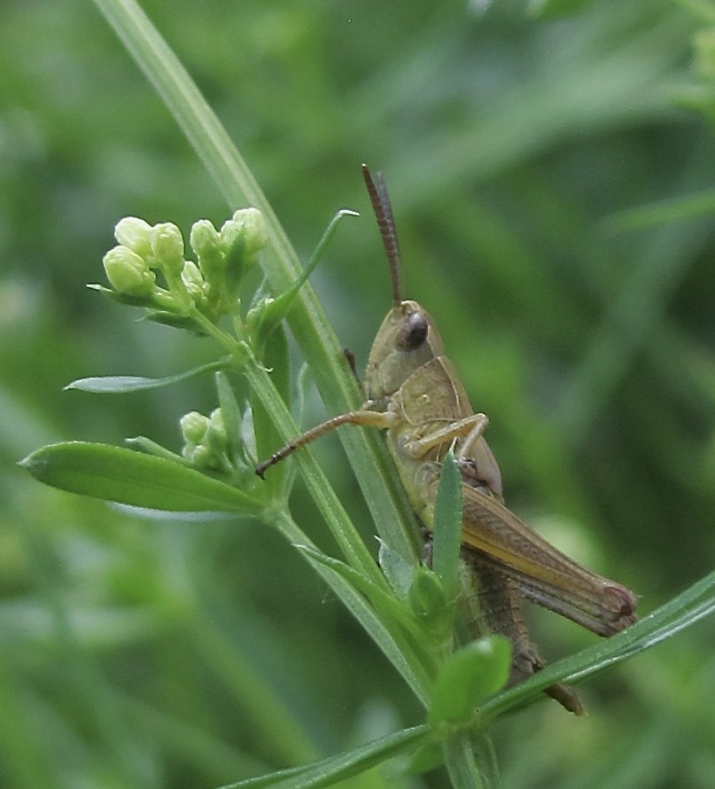 ein Hüpfer