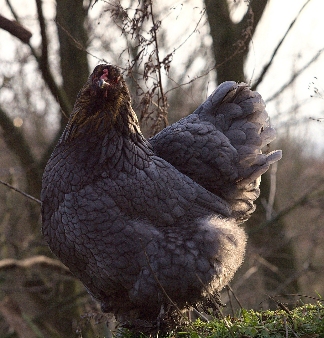 Ein Huhn im Tierpark genießt die Sonne