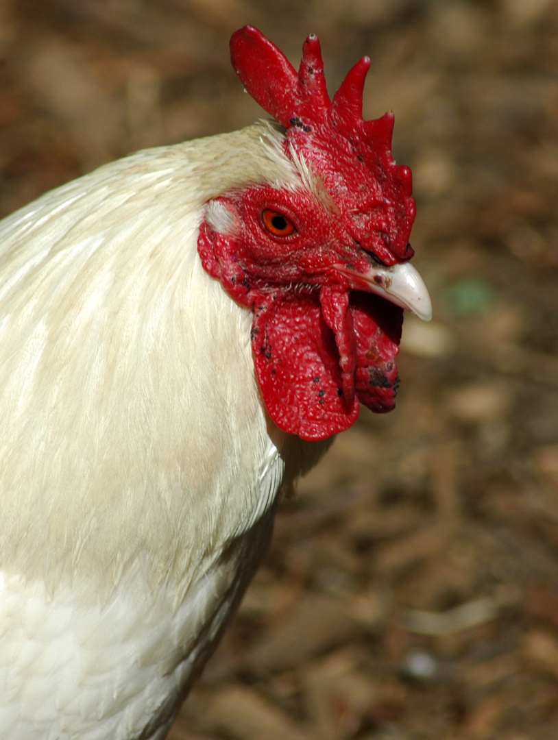 Ein Huhn im Zoo