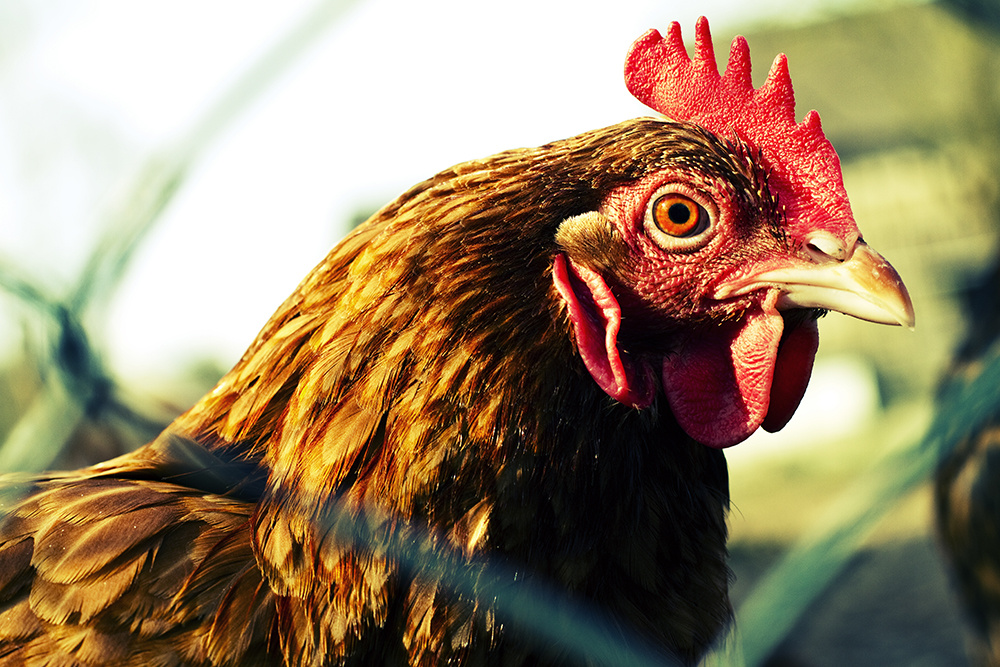 Ein Huhn muß tun, was ein Huhn tun muss