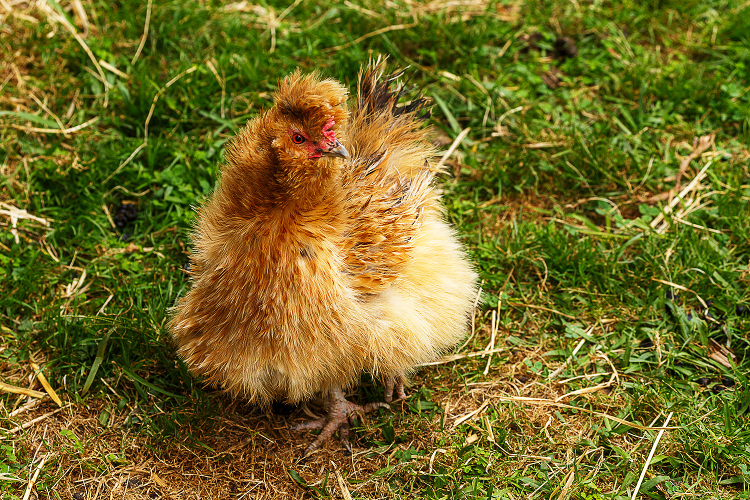 Ein Huhn zum Kuscheln