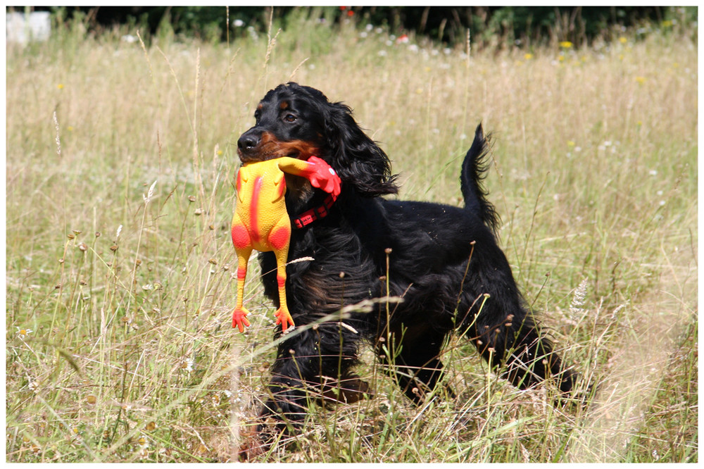 ein huhn...ein huhn...