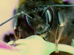 Ein Hummel-Kopf im Großformat