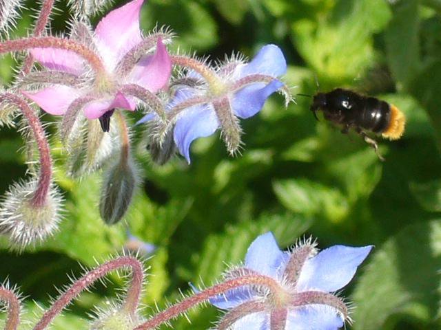 Ein Hummel Schnappschuss