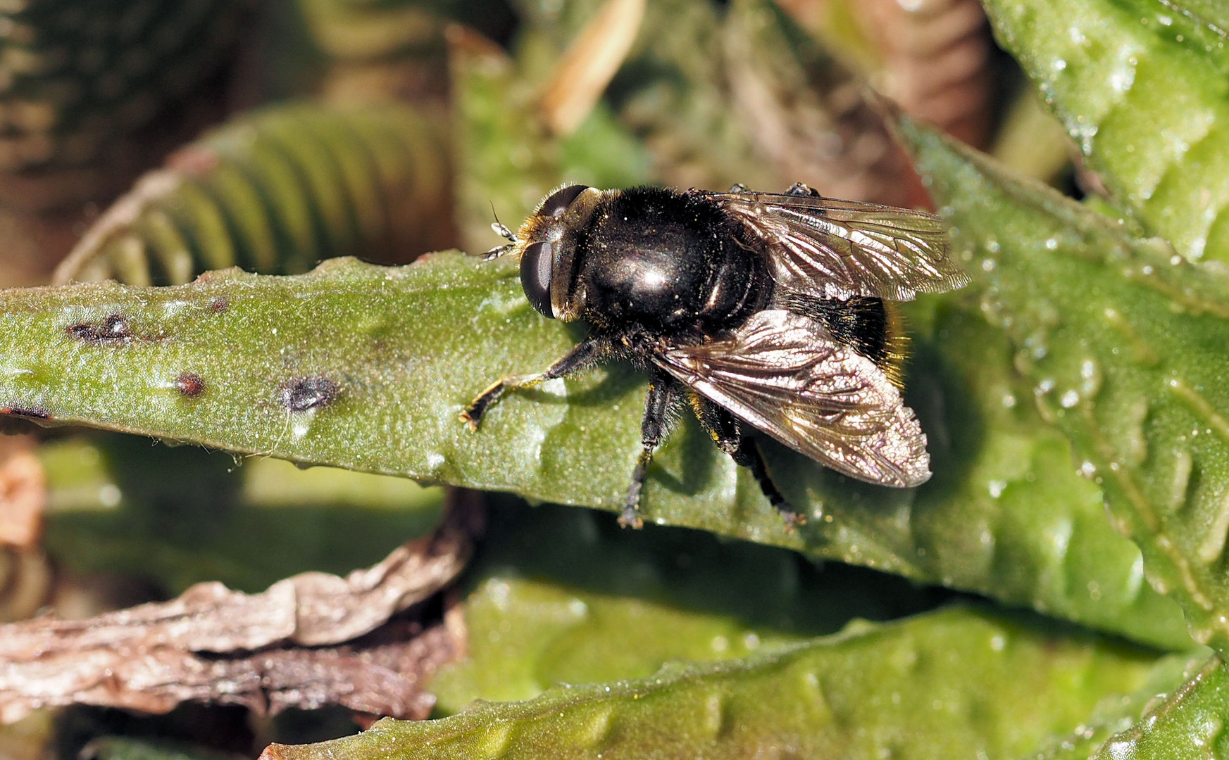 Ein Hummel Schwebefliege...