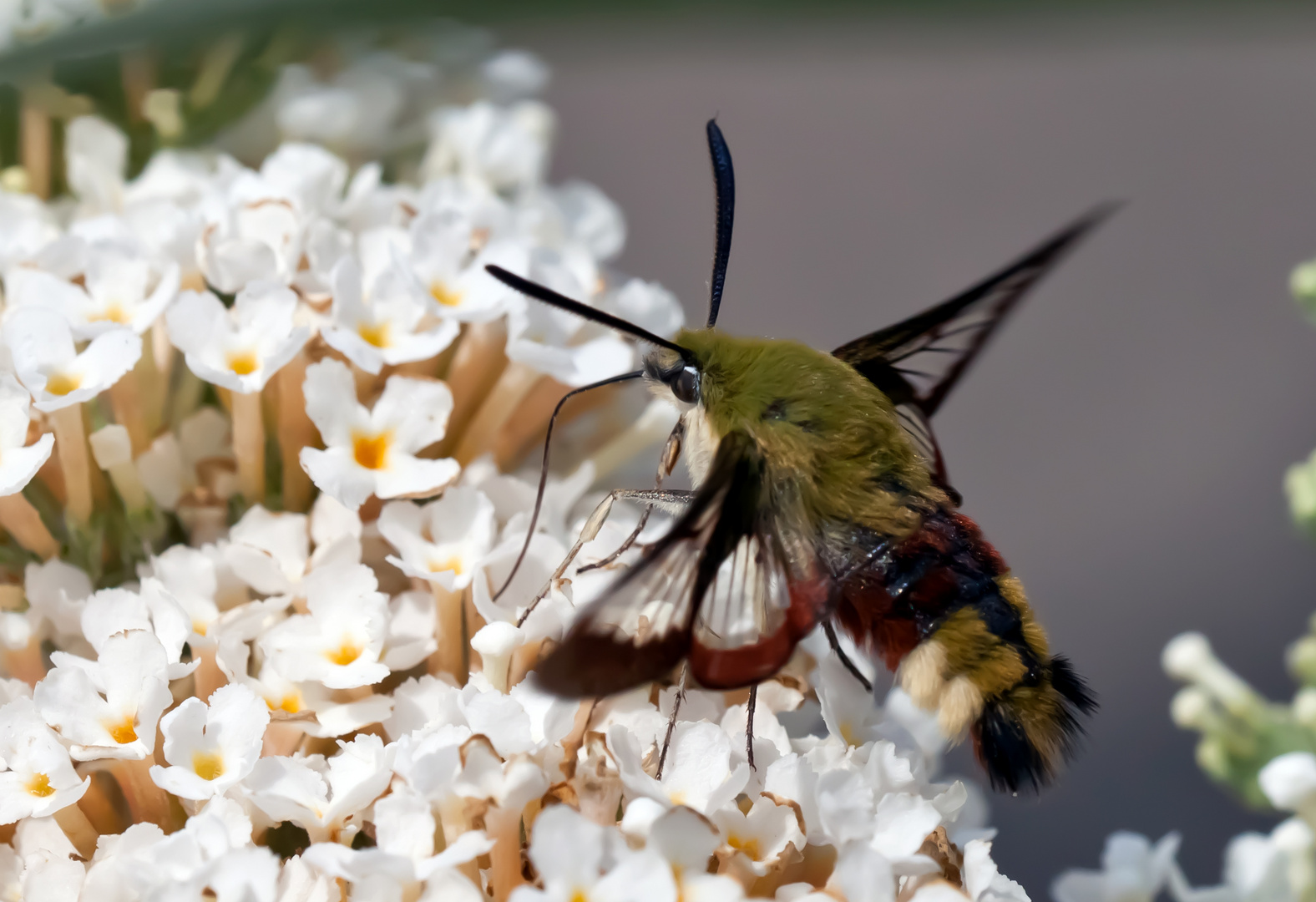 Ein Hummelschwärmer an weißem Sommerflieder