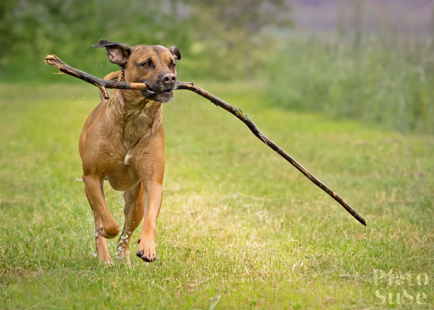 "Ein Hund...