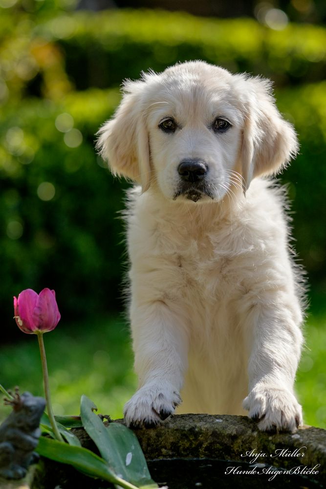 Ein Hund... Foto & Bild | tiere, haustiere, hunde Bilder auf