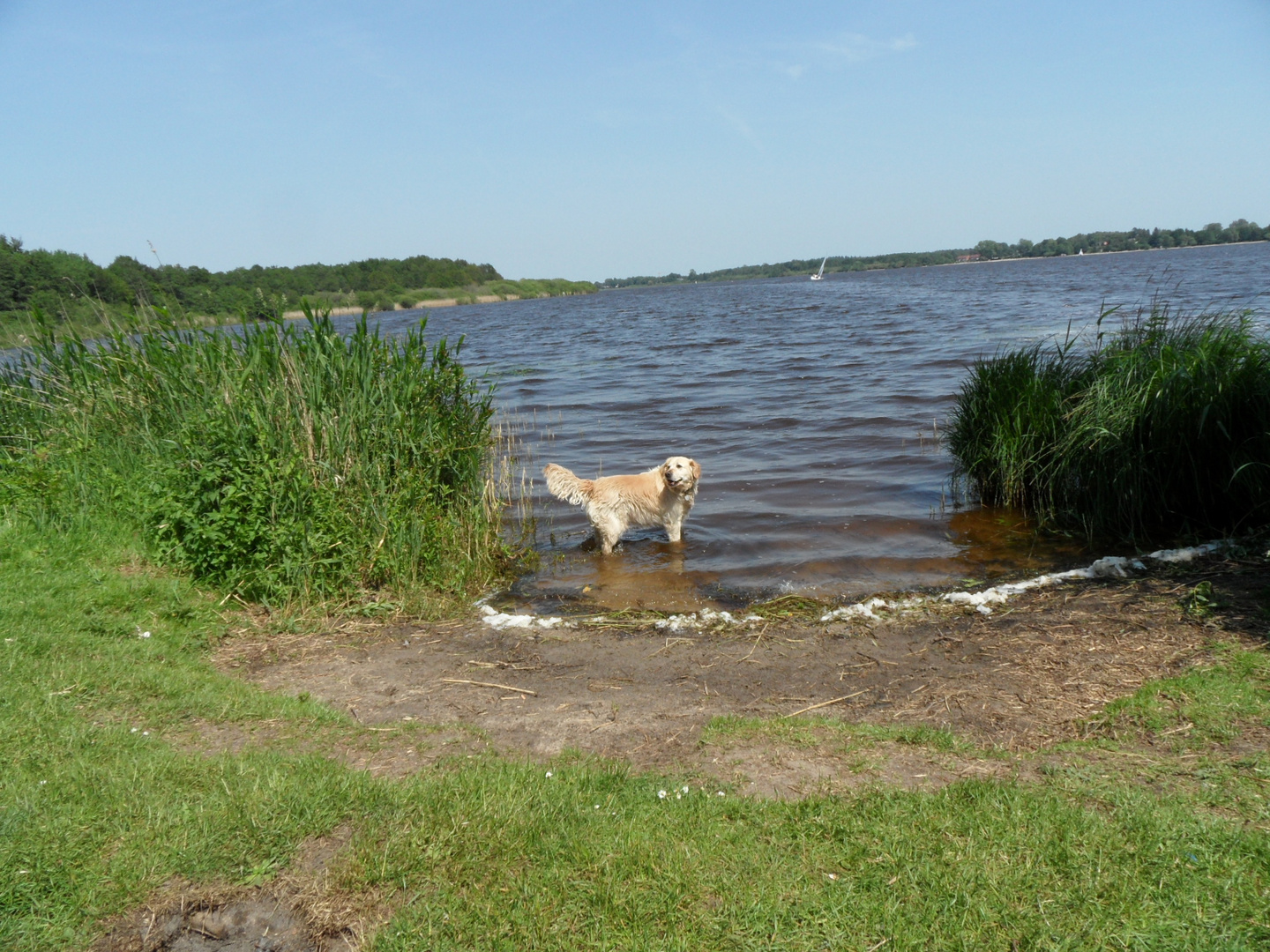 Ein Hund beim baden