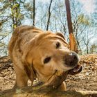 Ein Hund beim spielen