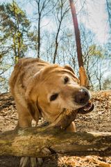 Ein Hund beim spielen